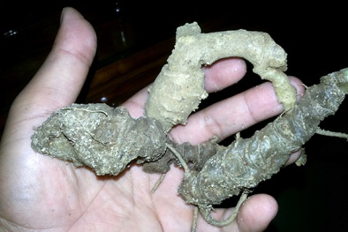 Bí ẩn sâm Ngọc Linh